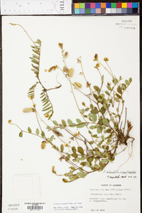 Crotalaria rotundifolia image