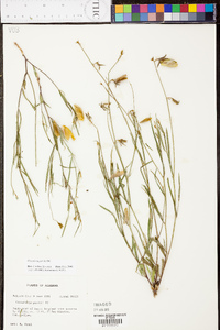 Crotalaria purshii image