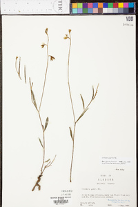 Crotalaria purshii image