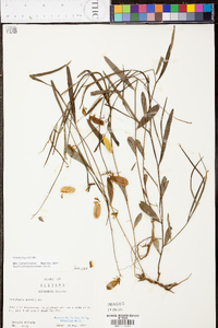 Crotalaria purshii image