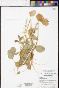 Crotalaria pallida image