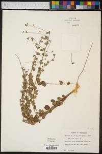 Lespedeza repens image