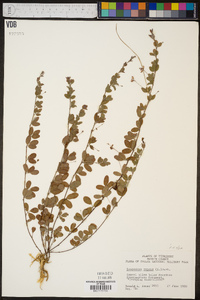 Lespedeza repens image