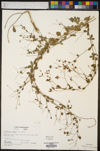 Lespedeza repens image