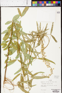 Crotalaria lanceolata image