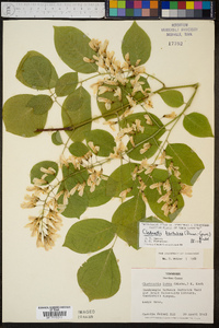 Cladrastis kentukea image