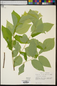 Cladrastis kentukea image