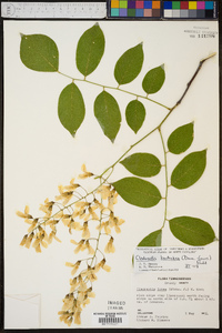 Cladrastis kentukea image