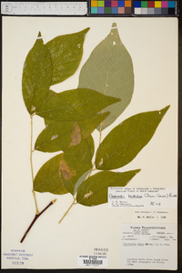 Cladrastis kentukea image