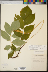 Cladrastis kentukea image