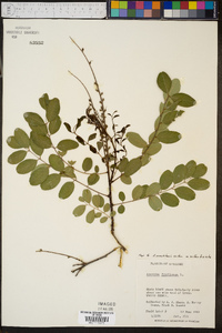 Amorpha glabra image