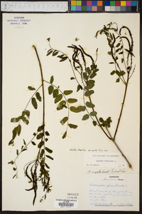 Amorpha nitens image