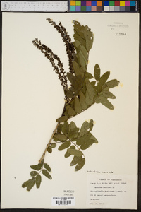 Amorpha nitens image