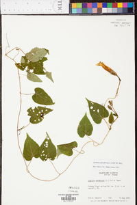 Ipomoea pandurata image