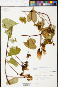 Ipomoea pandurata image