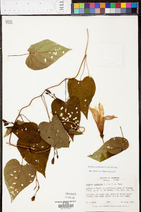 Ipomoea pandurata image