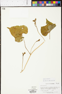 Ipomoea lacunosa image