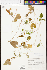 Ipomoea lacunosa image