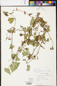 Ipomoea lacunosa image