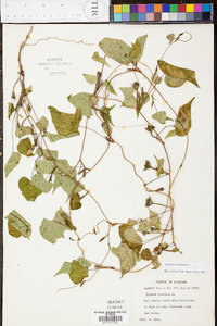 Ipomoea lacunosa image