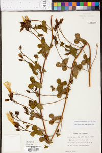 Ipomoea pandurata image