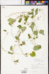 Ipomoea lacunosa image