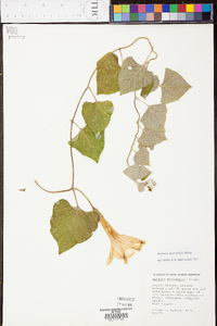 Ipomoea macrorhiza image