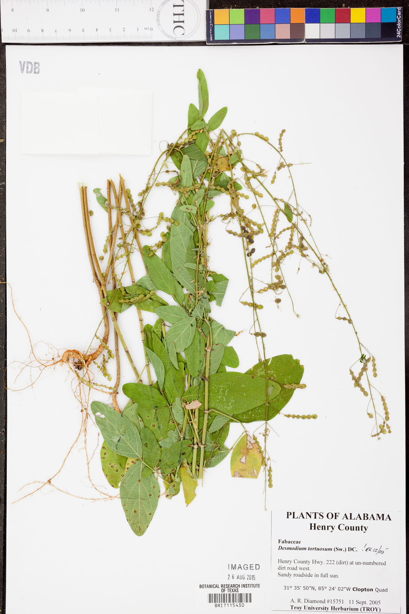 Crotalaria purshii image