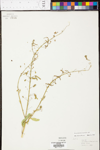 Crotalaria purshii image