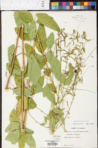 Crotalaria purshii image