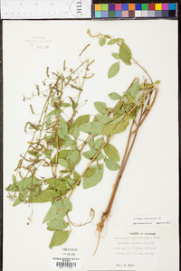 Crotalaria purshii image