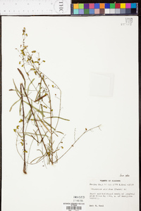 Desmodium strictum image