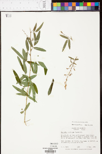 Desmodium strictum image