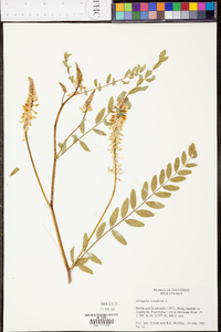 Astragalus canadensis image