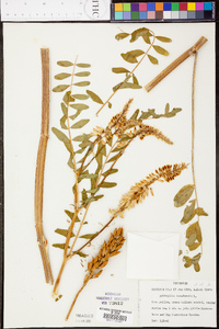 Astragalus canadensis image