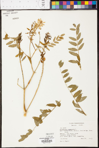 Astragalus canadensis image