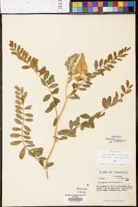 Astragalus canadensis image