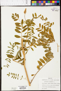 Astragalus canadensis image