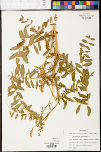 Astragalus canadensis image