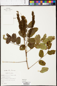 Amorpha glabra image