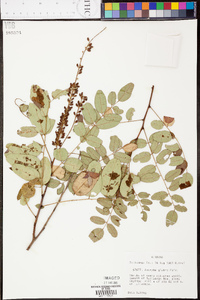 Amorpha glabra image