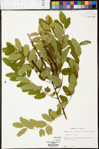 Amorpha glabra image