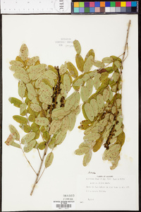 Amorpha glabra image