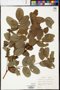 Amorpha glabra image