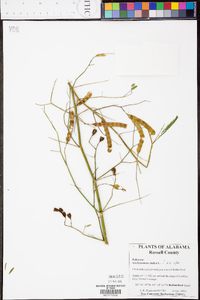 Aeschynomene indica image