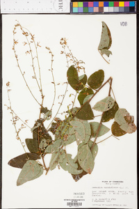 Desmodium viridiflorum image