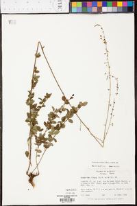 Desmodium ciliare image