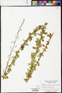 Desmodium ciliare image