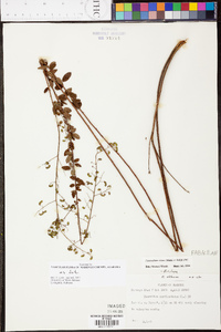 Desmodium ciliare image