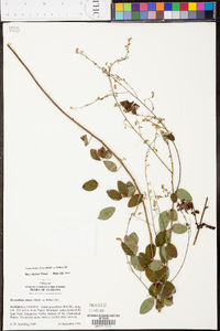 Desmodium ciliare image